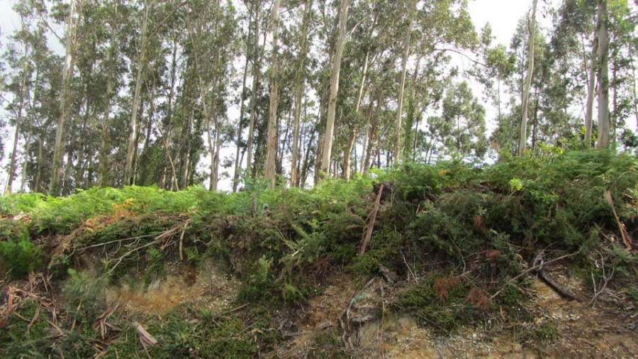 La Comunidad de Montes de Noalla estalla contra el colectivo vecinal por la tala de unos eucaliptos