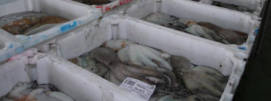 Los naseiros del pulpo ya trabajan en  el interior de la ría de lunes a domingo