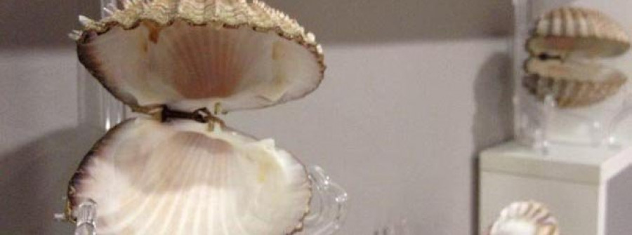 O GROVE-La colección de conchas del Concello crece gracias a la colaboración de los marineros