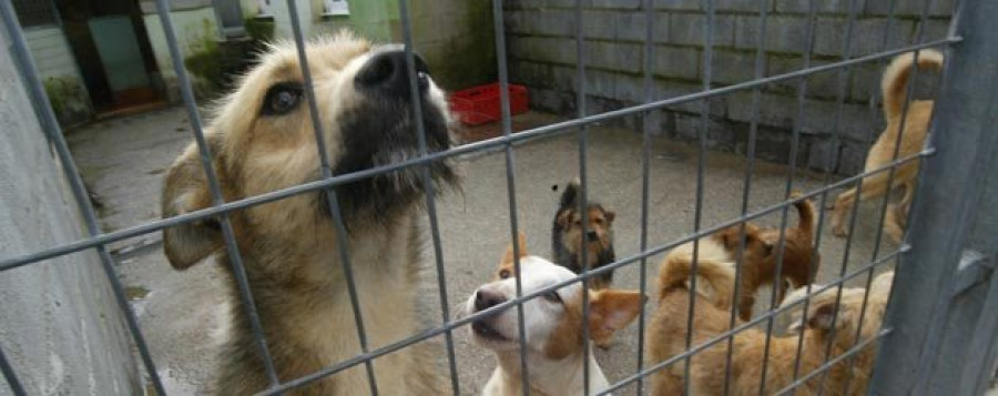 El Refugio de Pinar do Rei prohíbe la entrada a más perros por falta de medios