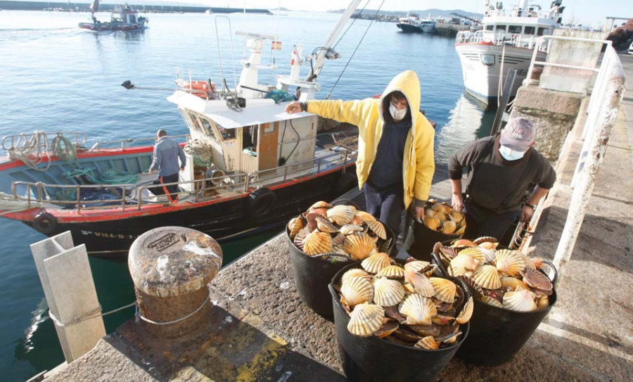 Cambados inicia la única campaña activa de vieira gallega con 2.679 kilos de capturas y 30 embarcaciones