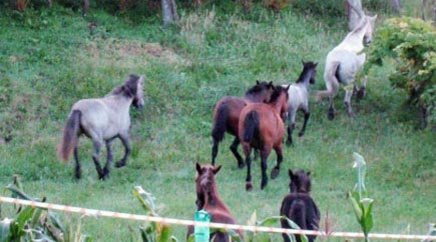 Investigadas tres personas por matar a un caballo con una estaca