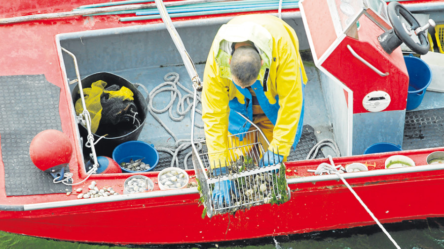 La desaparición del berberecho marca la primera semana de libre marisqueo