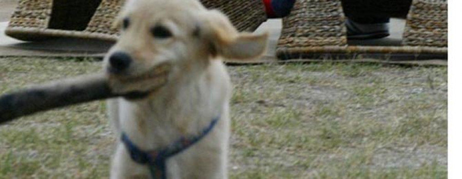 La campaña “Caca, culo, please” limpia las calles de heces de perros