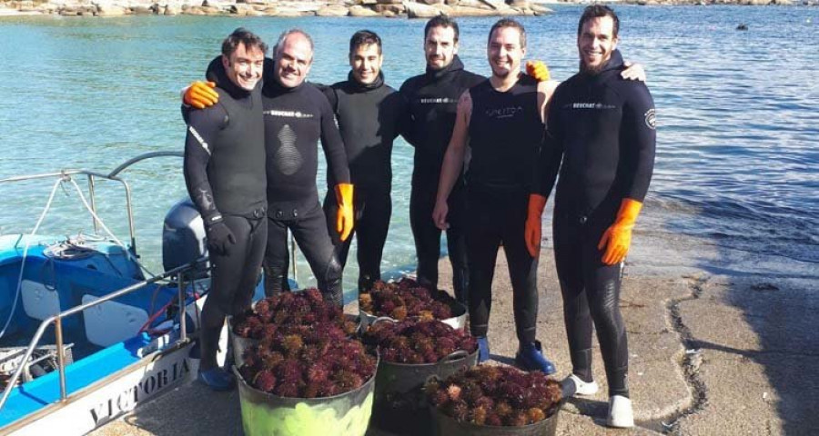 La campaña del erizo arranca con buenas capturas y un precio de 6 euros por kilo