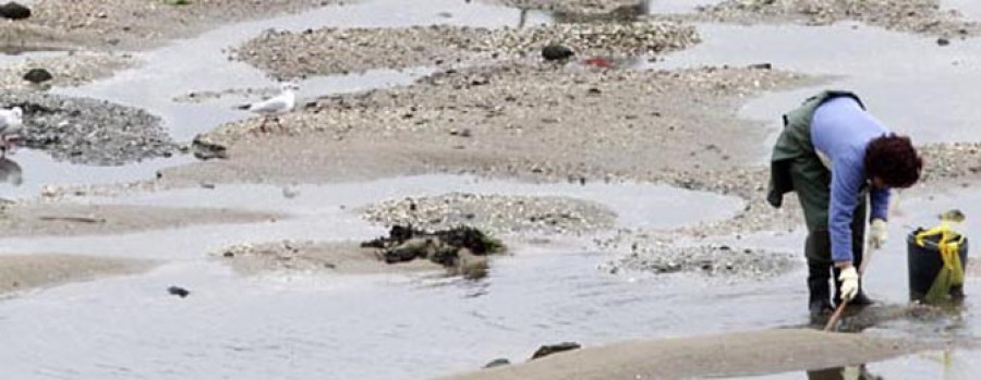 La toxina cierra Arousa al marisqueo y deja libres solo las zonas de Carril y Vilaxoán