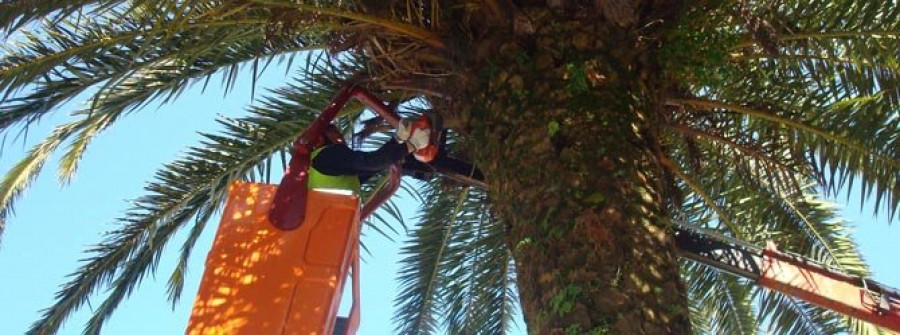 CAMBADOS - Retoman las podas de las palmeras frente al Concello