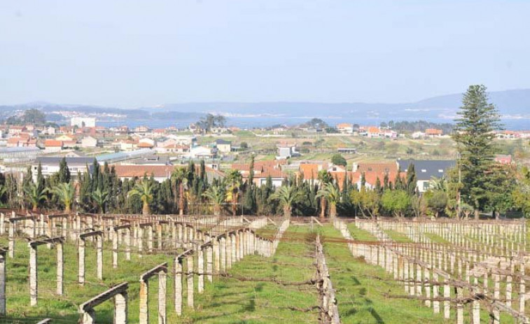 La Xunta convoca 3 millones de euros para ayudas de reestructuración y reconversión de viñedos