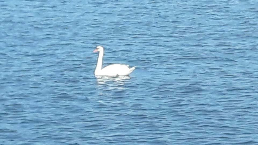 Investigan si un cisne que apareció en la zona portuaria es el que buscan en Valga