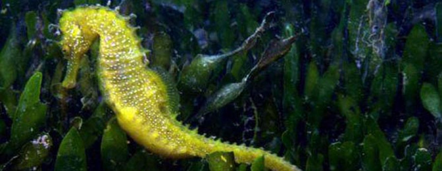 El CSIC planea repoblar Arousa de caballitos de mar