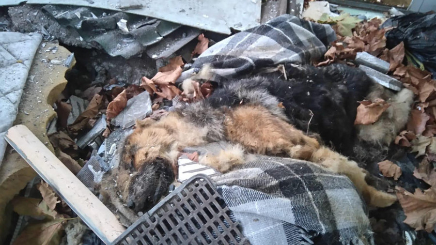 La nave abandonada de Boiromar se ha convertido en cementerio de animales