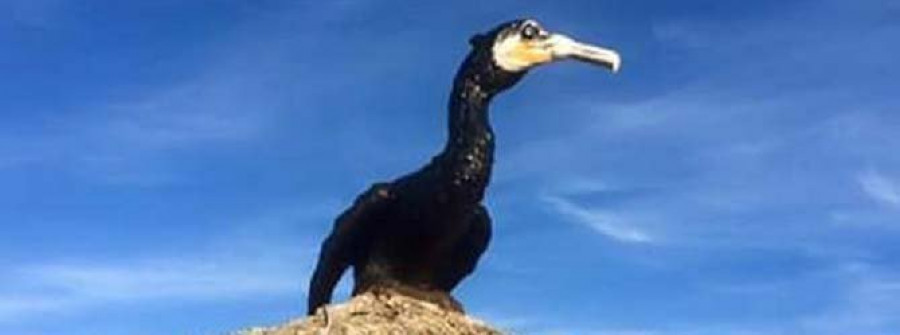 Nuevo plumaje y un pico forjado por un herrero para el cormorán de A Lanzada