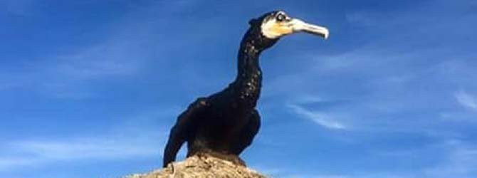 Nuevo plumaje y un pico forjado por un herrero para el cormorán de A Lanzada