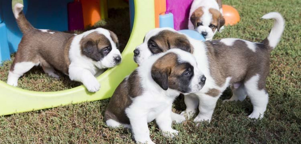 Más de la mitad de las mascotas en España son adoptadas