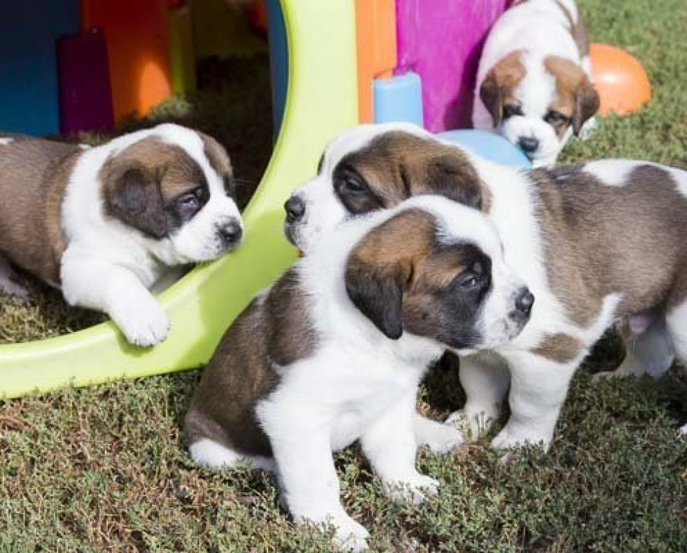 Más de la mitad de las mascotas en España son adoptadas