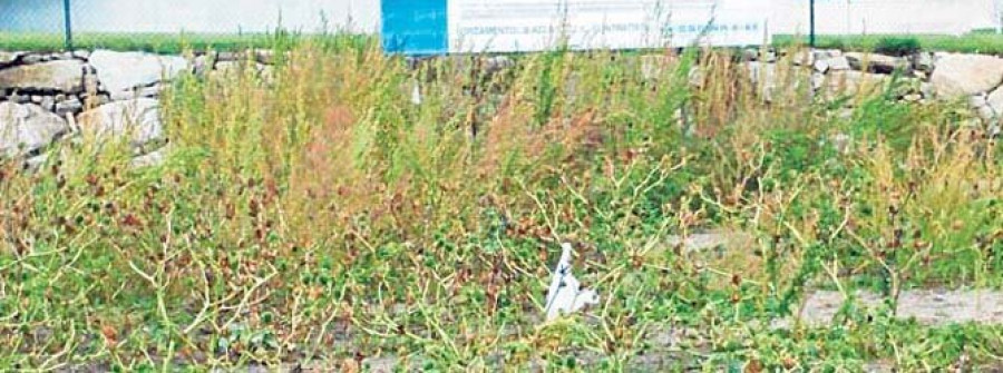 Decenas de plantas de estramonio invaden los terrenos de la EDAR