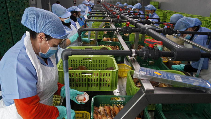 Galicia, Barcelona y Madrid se llevan las 2.000 primeras vieiras de la temporada