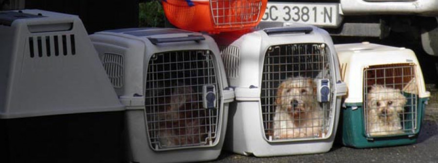 RIANXO-Decomisan a una familia de Asados 17 perros que vivían en pésimas condiciones