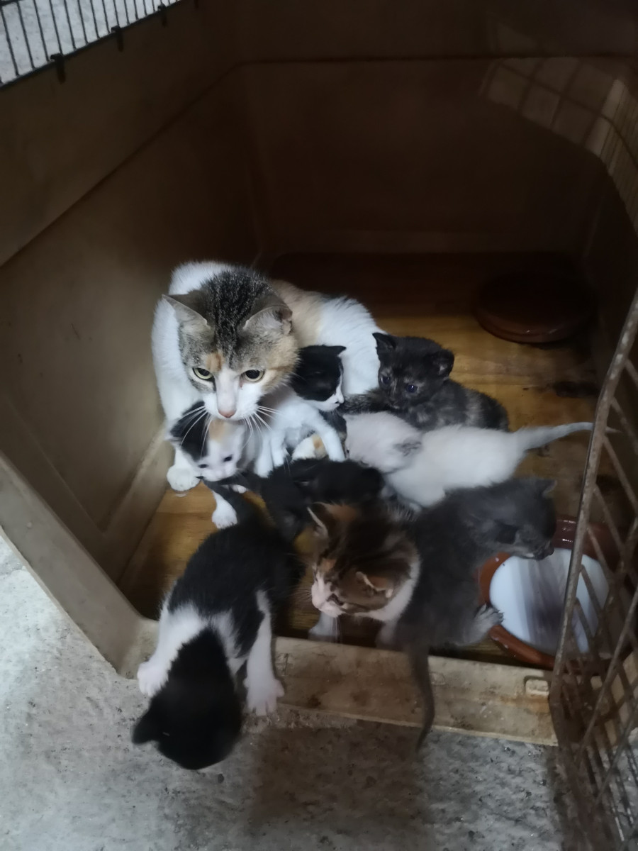 Cuntis busca hogar para siete gatitos rescatados por Protección Civil