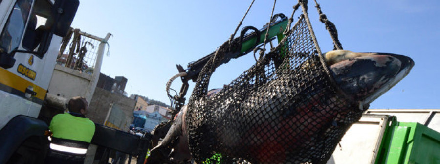RIVEIRA - Retiran la cría de ballena que un pesquero metió en el puerto para evitar accidentes