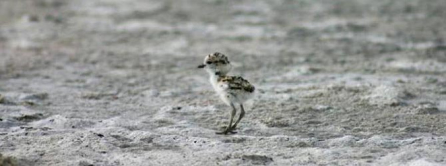 Nacen los tres primeros polluelos de chorlitejo en los nidos protegidos de la playa de A Lanzada