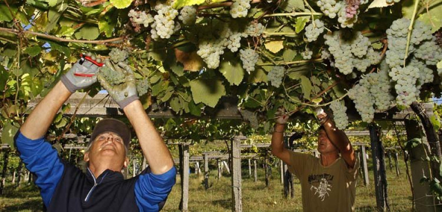 La “excelente” calidad de la uva sitúa la vendimia como la mejor de los últimos años
