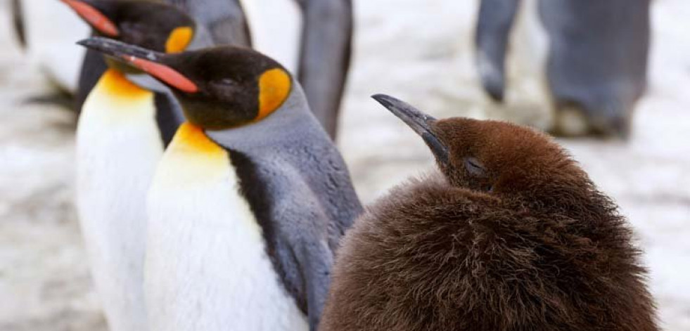 Un fósil remonta a los pingüinos hasta la era de los dinosaurios