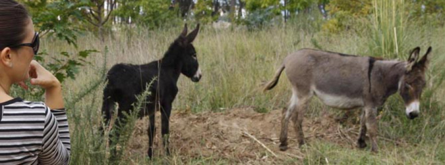 O GROVE-Los burros fariñeiros deberán esperar un año más para ser padres tras el aborto de Emilia