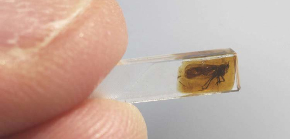 Los insectos ya se camuflaban hace 100 millones de años