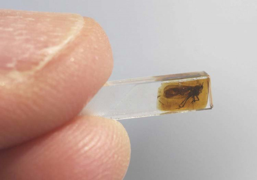 Los insectos ya se camuflaban hace 100 millones de años