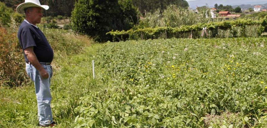 Denuncian que el jabalí destroza la cosecha de maíz y patatas en Bamio