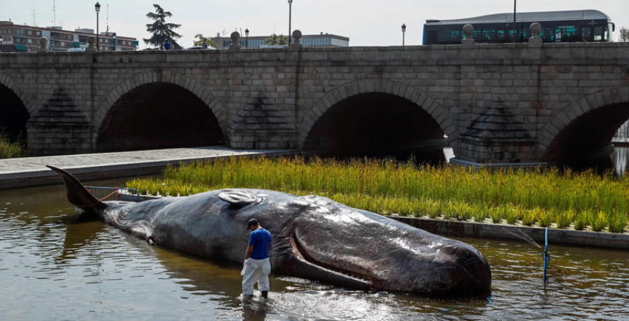 Un cachalote para denunciar la degradación de los océanos