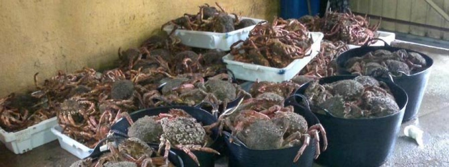 Gardacostas decomisa 292 kilos de centolla en un galpón grovense