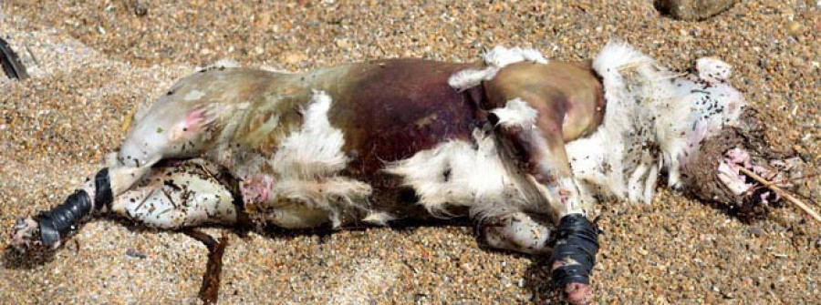 Aparece en A Gavoteira el cadáver de un perro al que arrojaron al mar vivo y con las patas atadas
