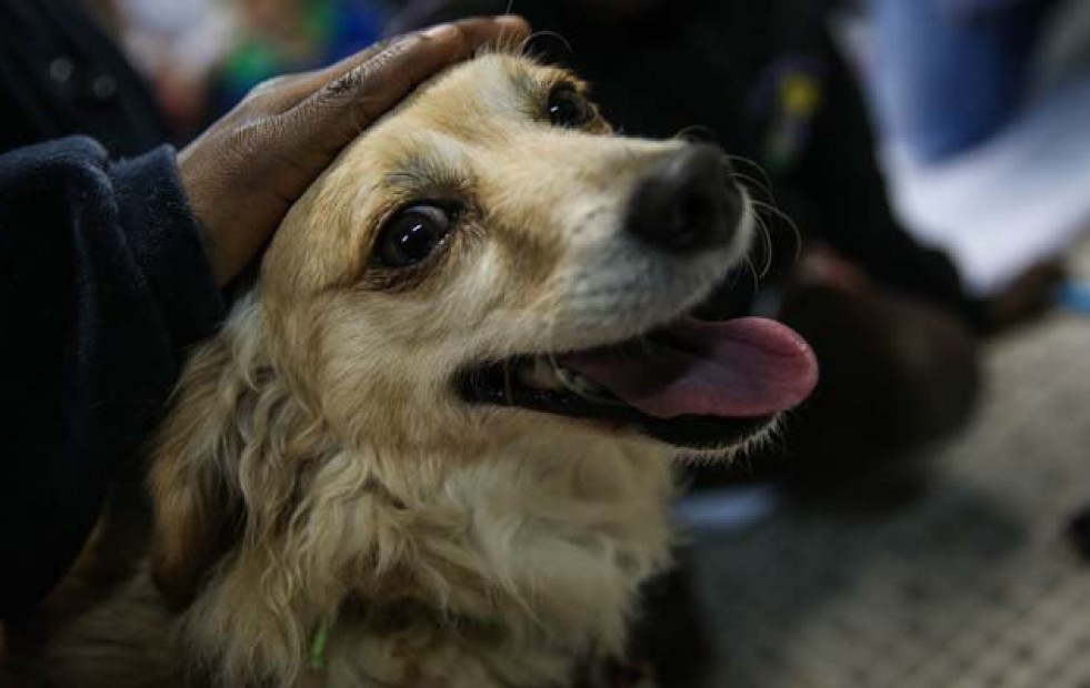 Los perros domésticos aparecieron hace 20.000 o 40.000 años