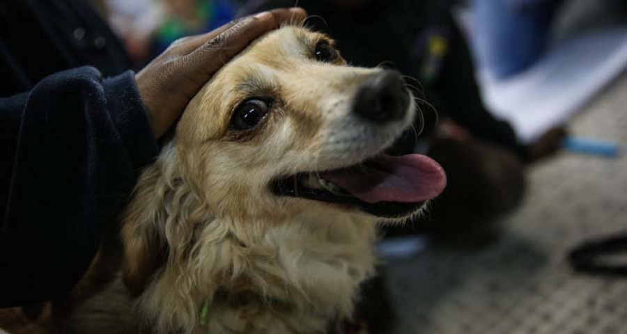 Los perros domésticos aparecieron hace 20.000 o 40.000 años