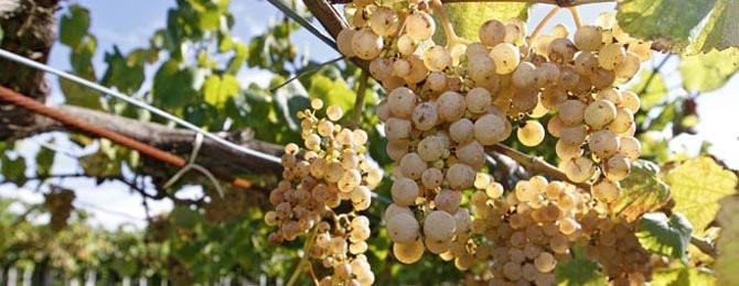 CAMBADOS - Rehabilitación en los viñedos de Pazo Baión