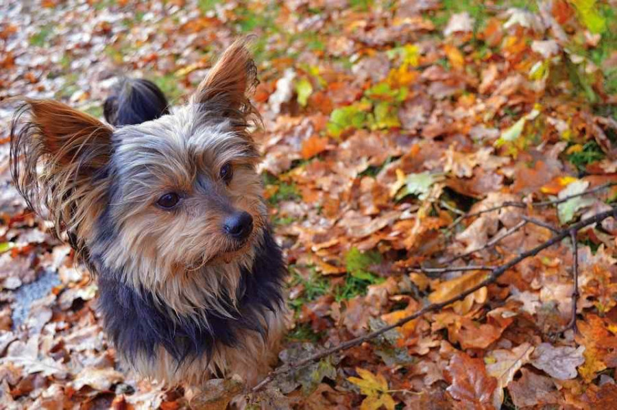 Rescatan a un anciano atrapado en un barranco gracias a su perro