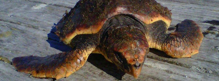 O GROVE-Un barco de Meloxo captura un ejemplar de tortuga en aguas arousanas