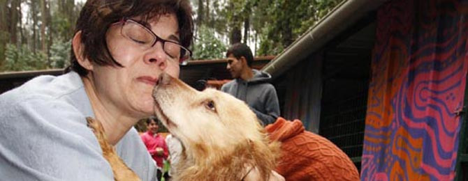 CAMBADOS - El Refugio suspende la recogida de perros ante la saturación de las instalaciones