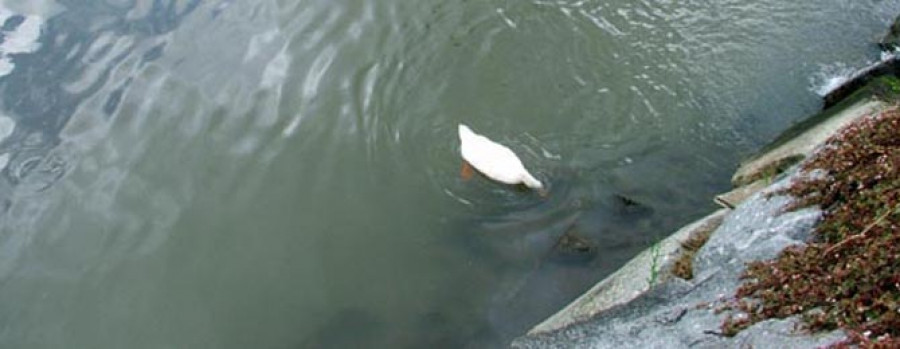 Un nuevo vertido tiñe de verde el río de O Con a su paso por Doutor Tourón