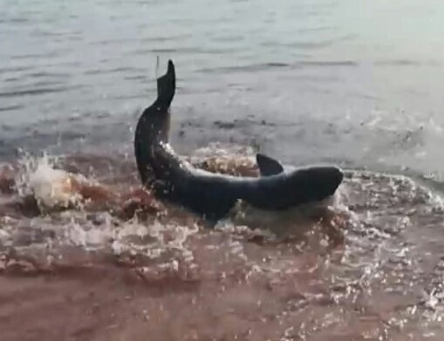 Un cachalote pequeño vara durante un par de horas en la orilla de la playa de Coroso y acaba regresando al mar