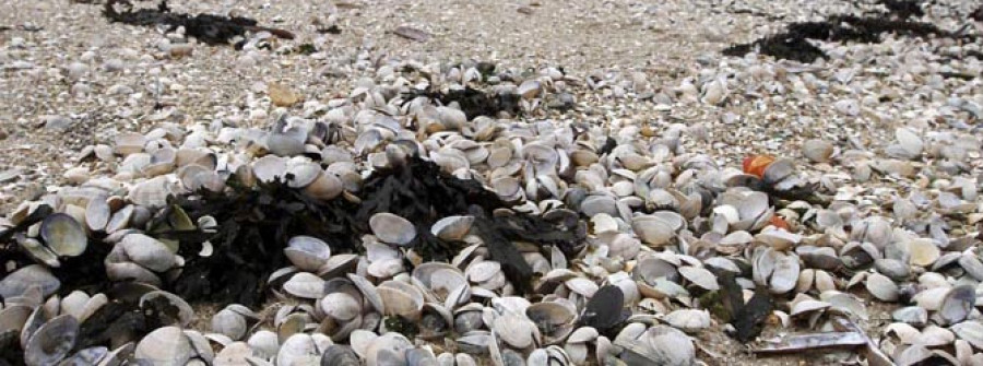 Los arenales se llenan de almejas muertas que confirman pérdidas millonarias en Carril