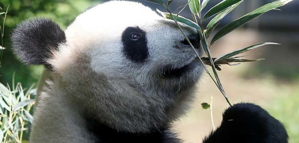 Tokio da la bienvenida a un nuevo panda gigante