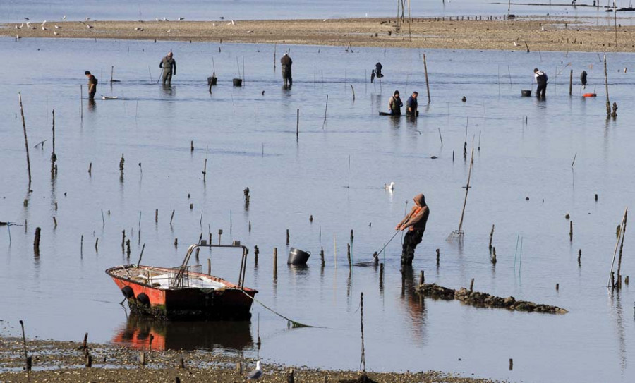 La competencia estatal impide a la Xunta decretar el cese de la actividad marisquera