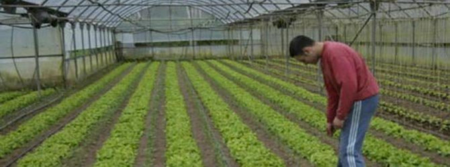 Unos 70 productores de invernadero se acogen a las ayudas provinciales
