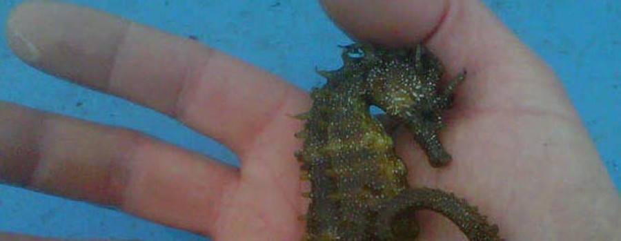 Un caballito de mar se cuela en una nasa en Arousa y es liberado por un marinero