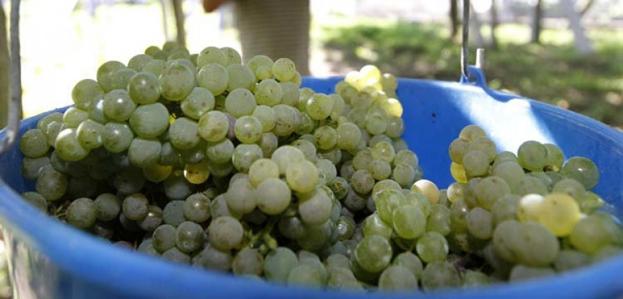El gobierno solicita una rebaja fiscal para los viticultores por las pérdidas en la cosecha