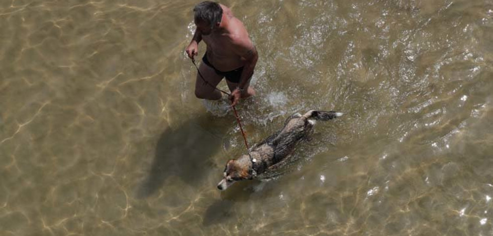 El verano, una época ideal para hacer turismo con las mascotas