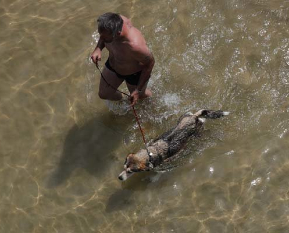 El verano, una época ideal para hacer turismo con las mascotas